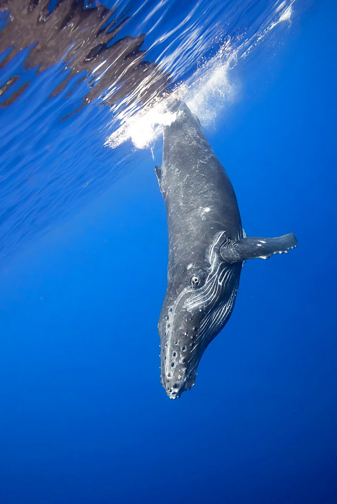 Humpback whale (Megaptera novaeangliae) diving through the surface of the water, Hawaii, United States of America