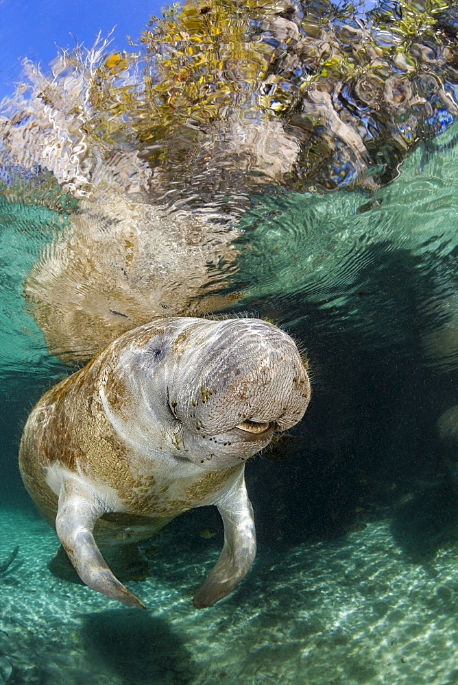 Endangered Florida Manatee (Trichechus manatus latirostris) at Three Sisters Spring. The Florida Manatee is a subspecies of the West Indian Manatee, Crystal River, Florida, United States of America