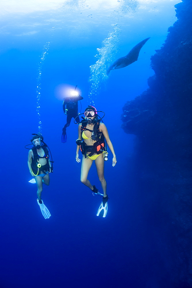 A group of divers and a manta ray (Manta alfredi) on one of the corners of the Backwall at Molokini Marine Preserve, Maui, Hawaii, United States of America