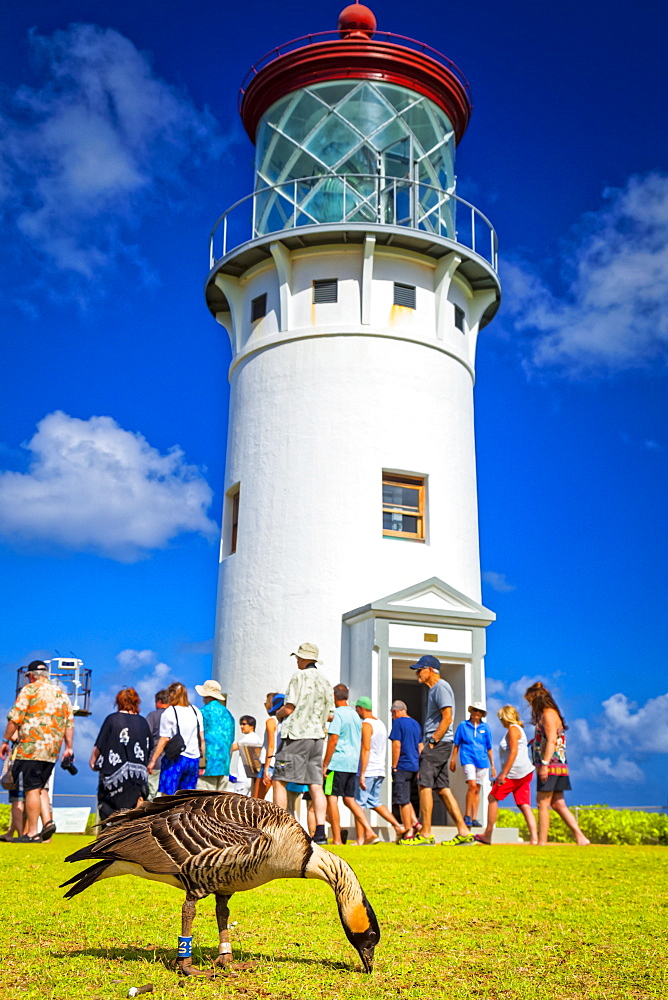 Group of tourists at Kilauea Lighthouse under blue sky. Nene (Branta sandvicensis), or Hawaiian goose, is in the foreground, Kilauea Point National Wildlife Refuge, Kilauea, Kauai, Hawaii, United States of America