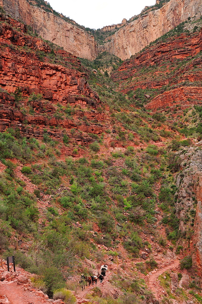 Indian Gardens along the Bright Angel trail, Colorado, United States of America, North America