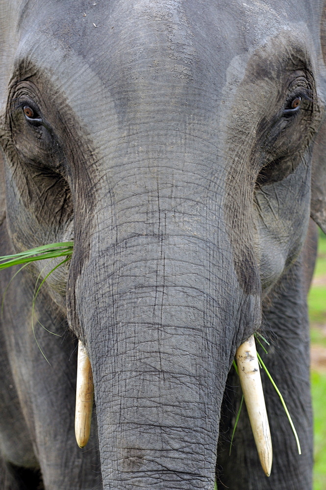 Asian elephant, Kaziranga, Assam, India, Asia 