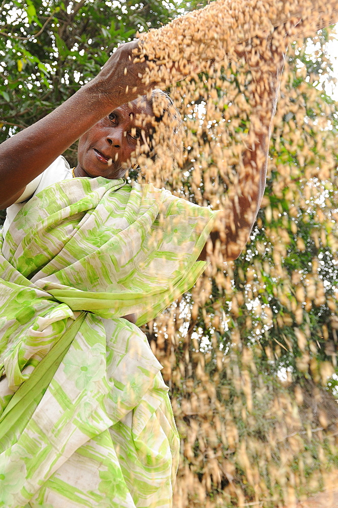 Sieving grains in rural India, Trissur, Tamil Nadu, India, Asia