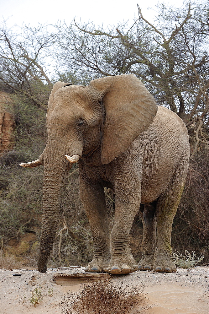 Bull desert elephant, Damaraland, Namibia, Africa