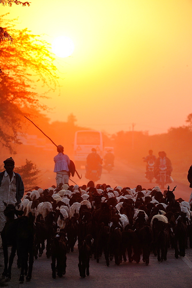 Shepherd going back with his sheep in the evening, Gujarat, India, Asia 