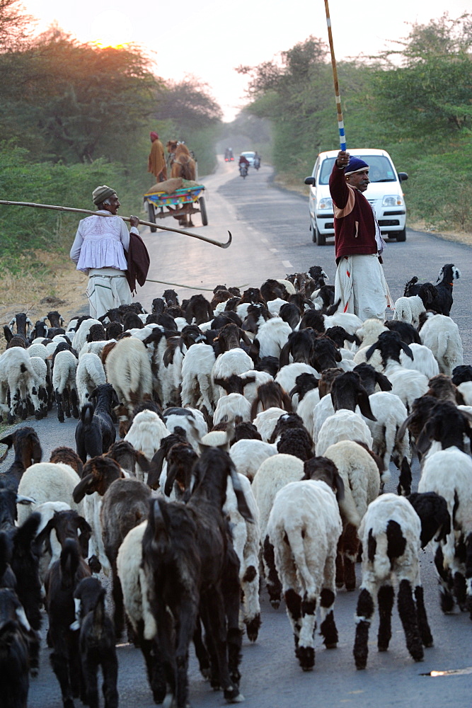 Shepherd herding his sheep, Gujarat, India, Asia