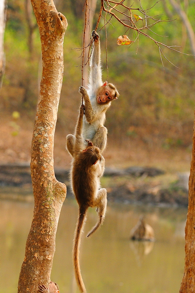 Bonnett Macaques playing, Karnataka, India, Asia