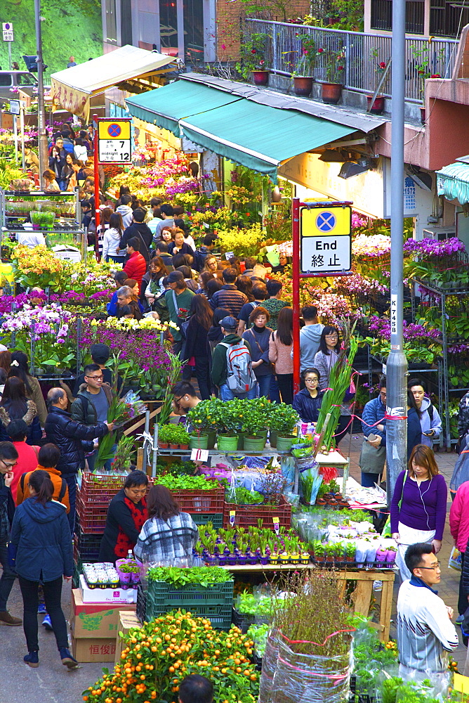 Chinese New Year Flower Market, Hong Kong, China, Asia