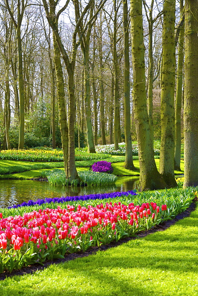 Flowers at Keukenhof Gardens, Lisse, Netherlands, Europe