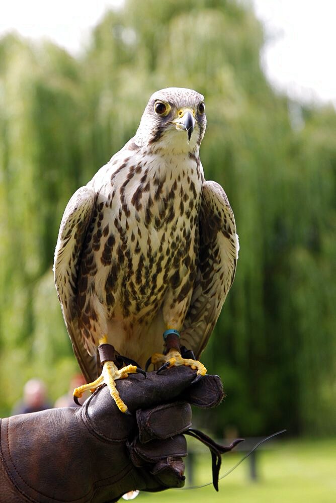 Peregrine Falcon on glove, Sutton-on-the-Forest, York, North Yorkshire, Yorkshire, England, United Kingdom, Europe