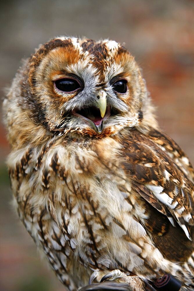 Male tawny owl (Strix aluco), Sutton-on-the-Forest, York, North Yorkshire, Yorkshire, England United Kingdom, Europe