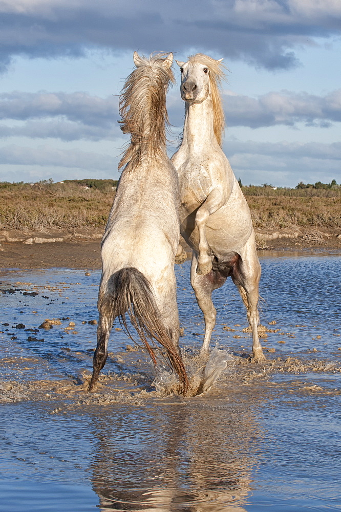 Camargue horses, stallions fighting in the water, Bouches du Rhone, Provence, France, Europe 