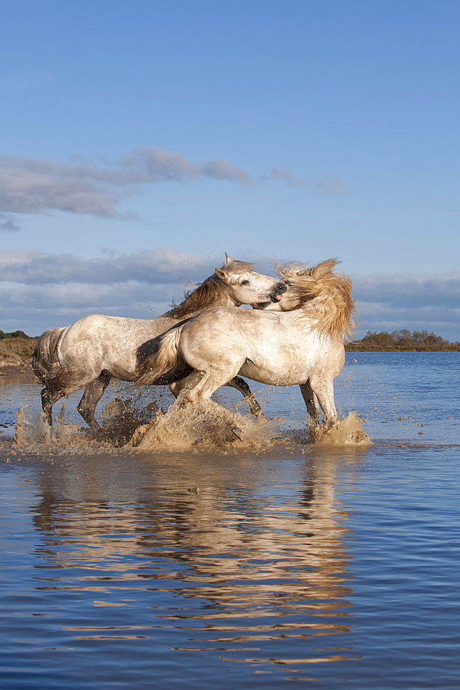 Camargue horses, stallions fighting in the water, Bouches du Rhone, Provence, France, Europe 