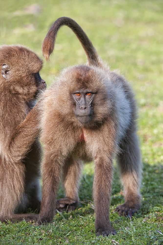 Gelada baboons (Theropithecus Gelada) grooming each other, Simien Mountains National Park, Amhara region, North Ethiopia, Ethiopia, Africa 