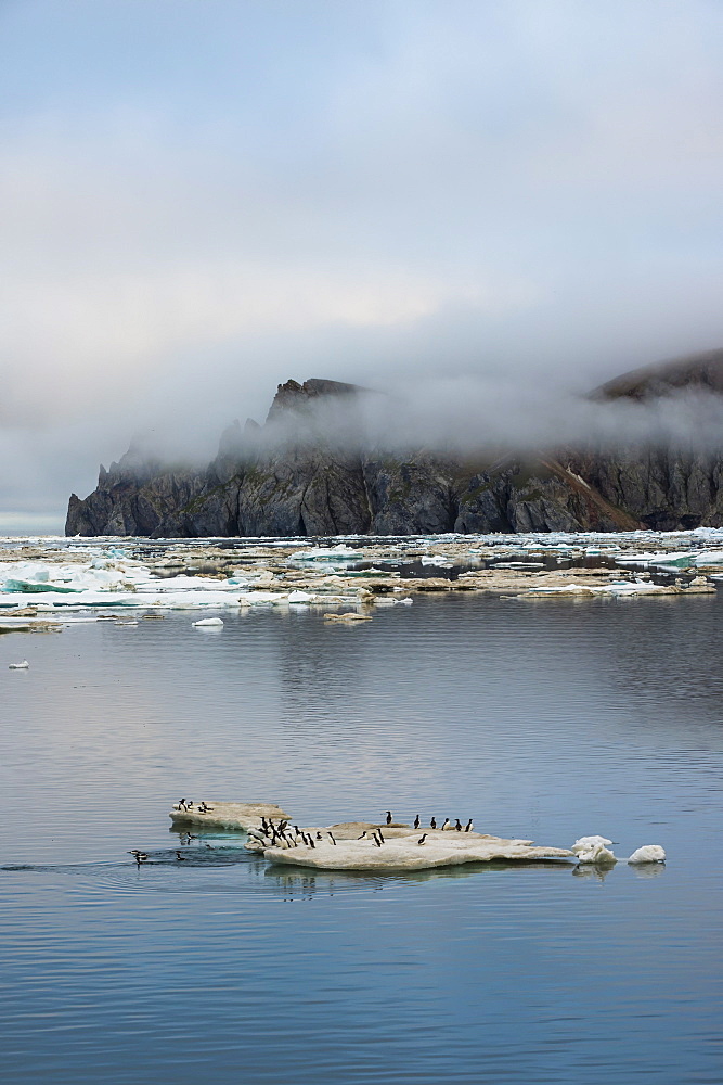 Brunnich's guillemots (thick-billed murres) (Uria lomvia), Cape Waring, Wrangel Island, UNESCO World Heritage Site, Chuckchi Sea, Chukotka, Russia, Eurasia 