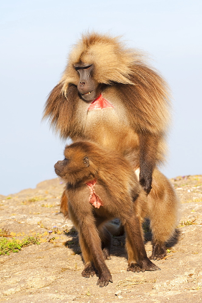 Mating Gelada baboons (Theropithecus Gelada), Simien Mountains National Park, Amhara region, North Ethiopia, Africa 