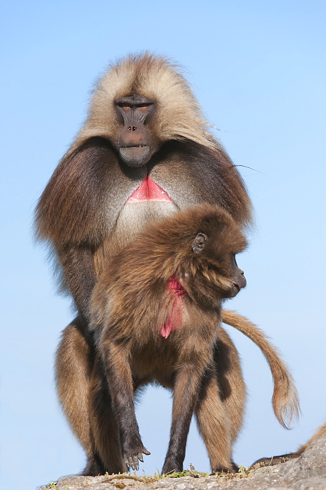 Mating Gelada baboons (Theropithecus Gelada), Simien Mountains National Park, Amhara region, North Ethiopia, Africa 