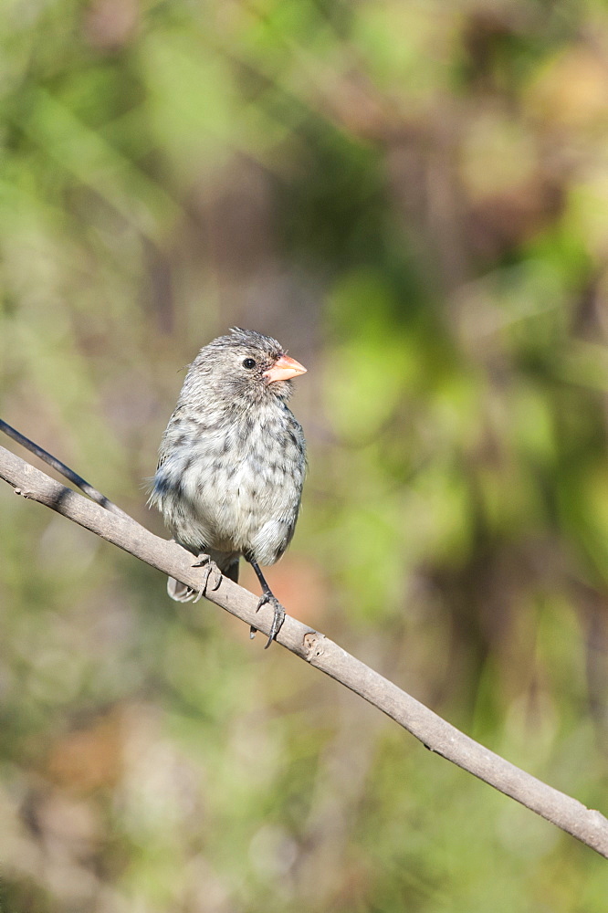 Galapagos medium ground-finch (Geospiza fortis), Bahia Urvina, Isabela Island, Galapagos, UNESCO World Heritage Site, Ecuador, South America