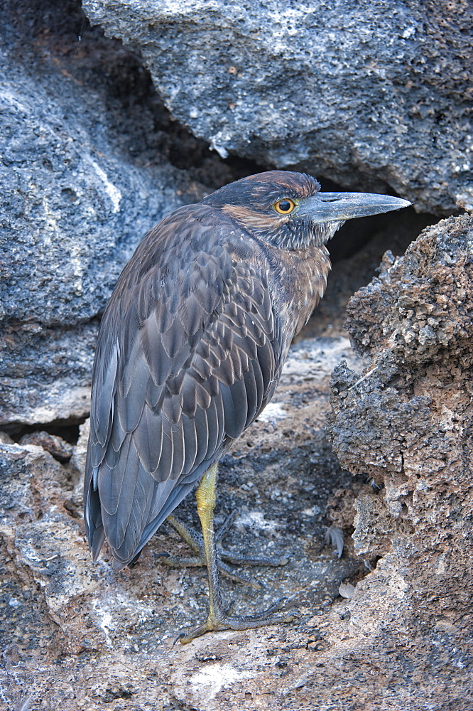 Yellow-crowned night-heron (Nyctanassa violacea), Genovesa Island, Galapagos, UNESCO World Heritage Site, Ecuador, South America