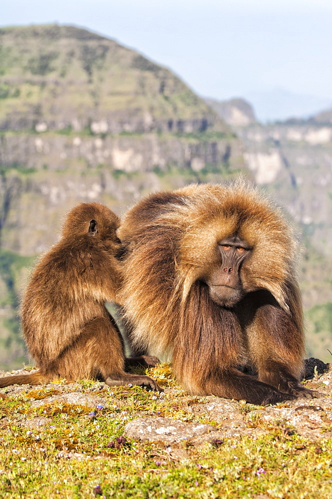 Gelada baboons (Theropithecus Gelada) grooming each other, Simien Mountains National Park, Amhara region, North Ethiopia, Africa 