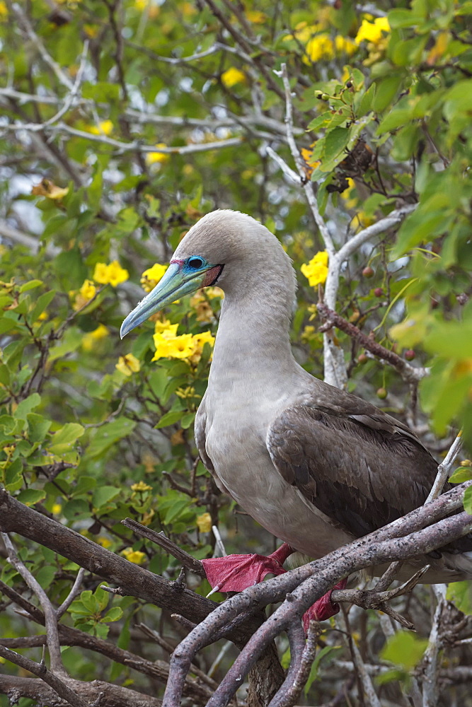 Red footed booby (Sula sula) in red mangrove, Genovesa Island, Galapagos, UNESCO World Heritage Site, Ecuador, South America