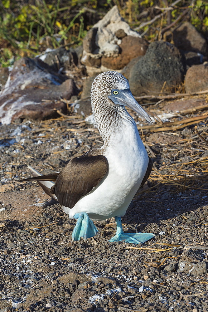 Galapagos blue-footed booby (Sula nebouxii excisa), North Seymour Island, Galapagos, UNESCO World Heritage Site, Ecuador, South America