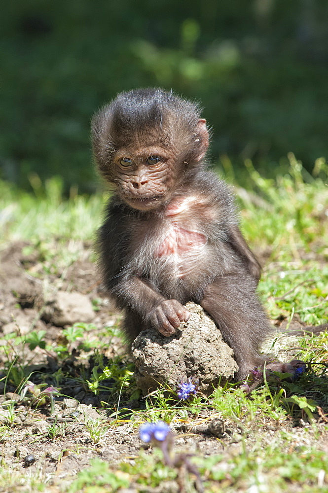 Baby Gelada baboon (Theropithecus Gelada), Simien Mountains National Park, Amhara region, North Ethiopia, Africa 