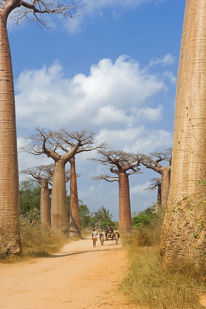 Alley of the Baobabs (Adansonia Grandidieri), Morondava, Madagascar, Africa 