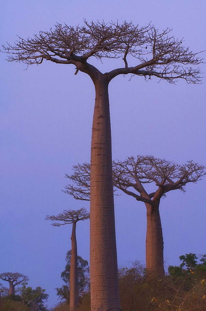 Baobabs (Adansonia Grandidieri) at sunset, Morondava, Madagascar, Africa 