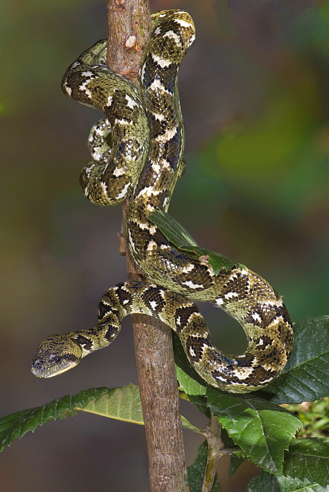 Madagascar tree boa (Sanzinia madagascariensis), Madagascar, Africa