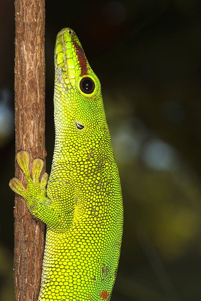 Madagascar Giant Day Gecko (Phelsuma madagascariensis grandis), Madagascar, Africa