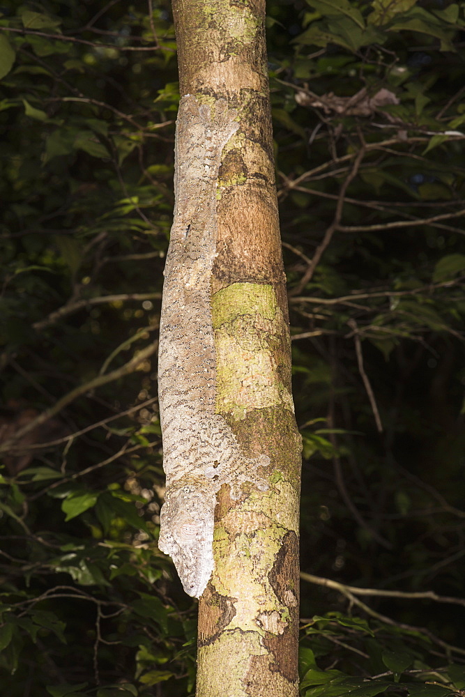 Leaf-tailed Gecko (Uroplatus fimbriatus), Nosy Mangabe, Maroantsera, Madagascar, Africa