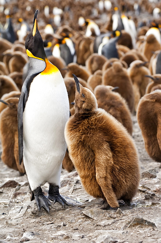 King penguin feeding a chick (Aptenodytes patagonicus), St. Andrews Bay, South Georgia Island, Polar Regions 