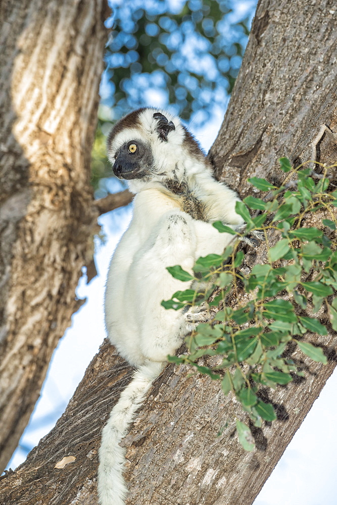 Verreaux's sifaka (Propithecus verreauxi) on a tree, Berenty Nature Reserve, Fort Dauphin, Toliara Province, Madagascar, Africa