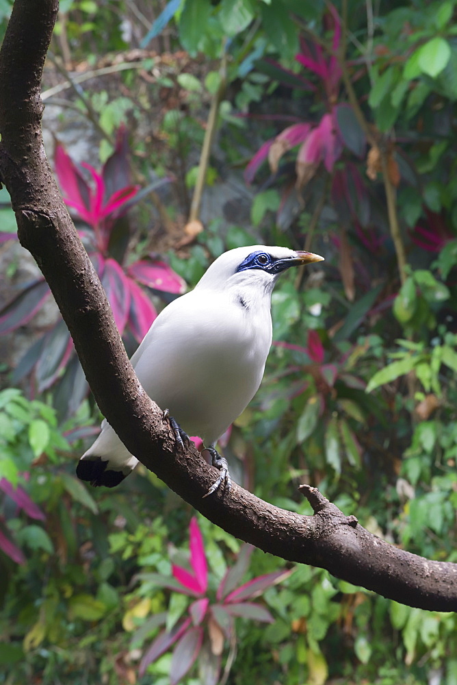 Bali starling (Leucopsar rothschildi), Bali Bird Park, Indonesia, Southeast Asia, Asia