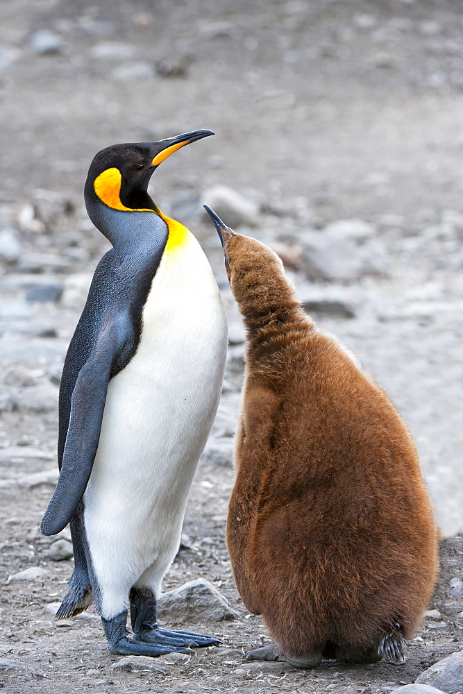 King penguin feeding a chick (Aptenodytes patagonicus), St. Andrews Bay, South Georgia Island, Polar Regions 