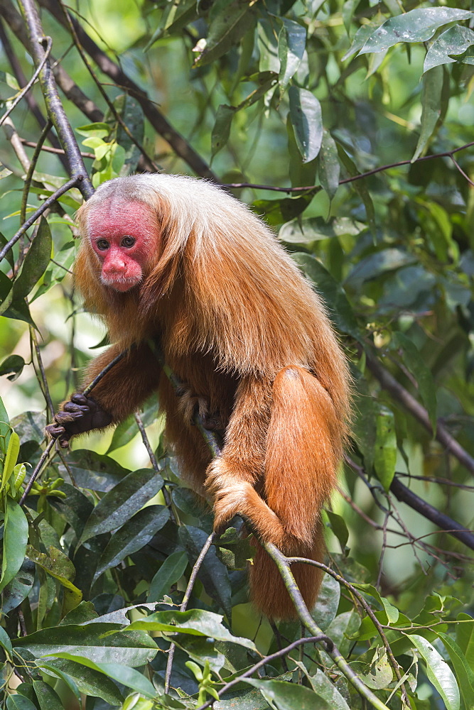 Red bald-headed Uakari monkey also known as British Monkey (Cacajao calvus rubicundus), Amazon state, Brazil, South America