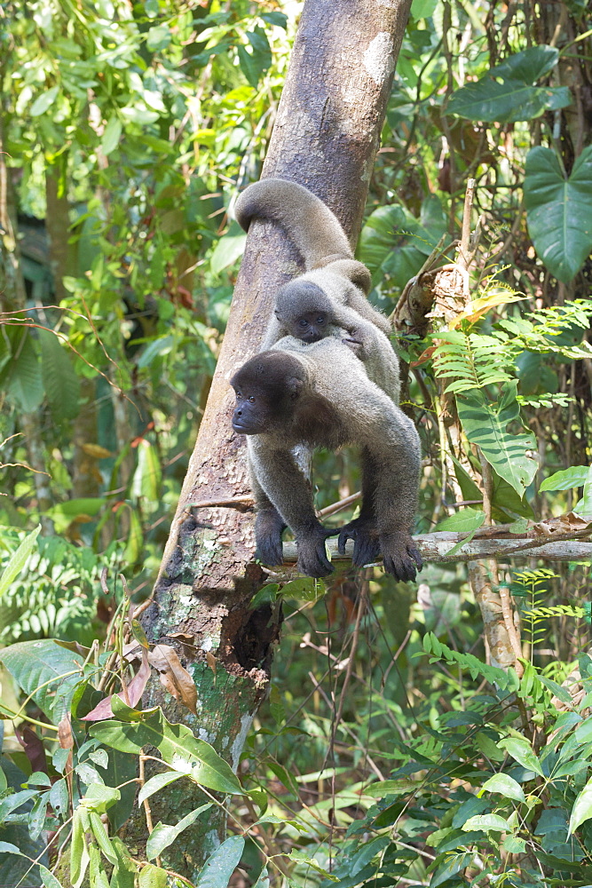 Female brown woolly monkey (Lagothrix lagotricha) with its baby, Vulnerable, Amazon state, Brazil, South America