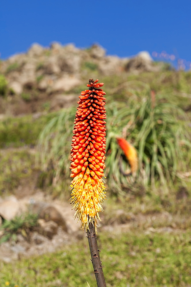 Kniphofia (Tritoma) (Red hot poker) (Kniphofia foliosa), Simien Mountains National Park, UNESCO World Heritage Site, Amhara region, Ethiopia, Africa 