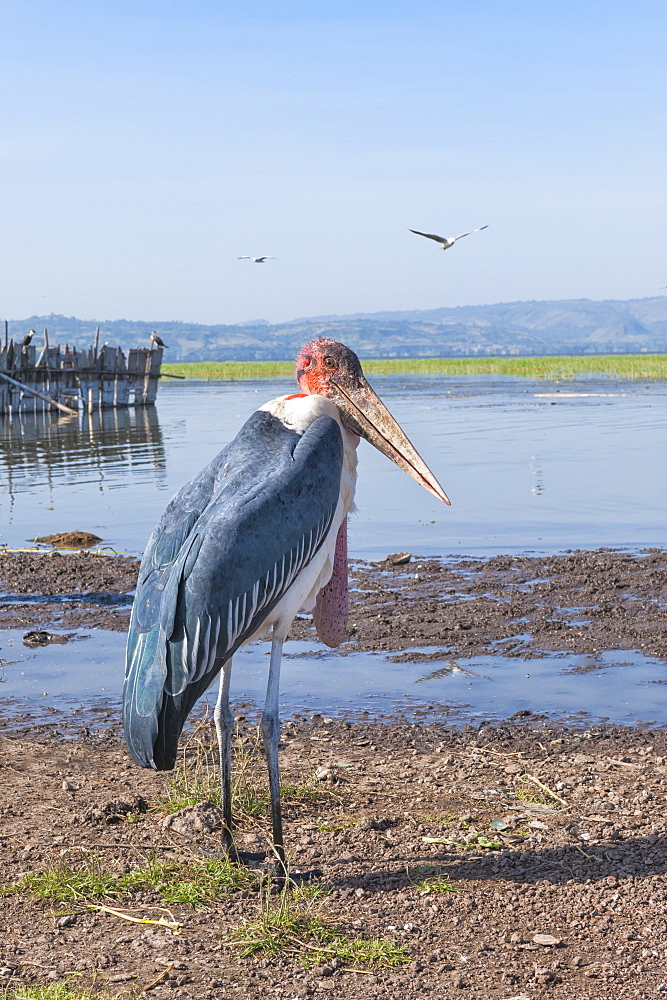 Marabou stork (Leptoptilos crumeniferus), Awasa harbour, Ethiopia, Africa 