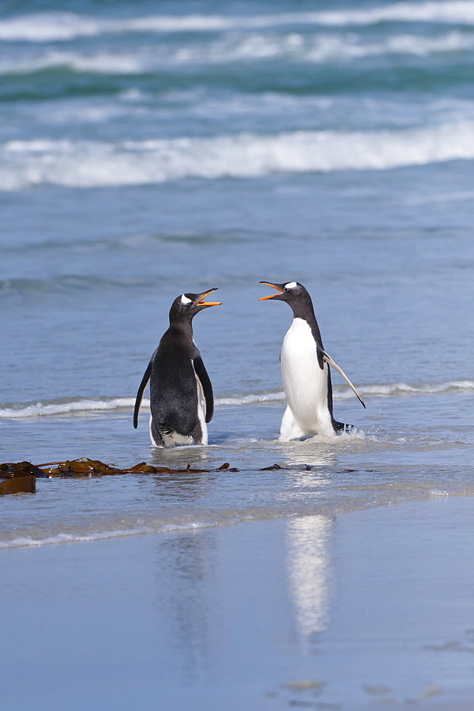 Two Gentoo penguins (Pygoscelis papua) fighting on the beach, Saunders Island, Falkland Islands, South America 