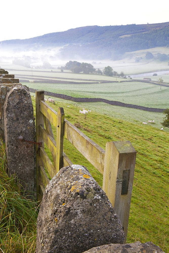 Gate in stone wall and field, near Burnsall, Yorkshire Dales National Park, Yorkshire, England, United Kingdom, Europe 