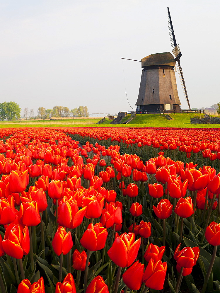 Windmill and tulip field near Schermerhorn, North Holland, Netherlands, Europe