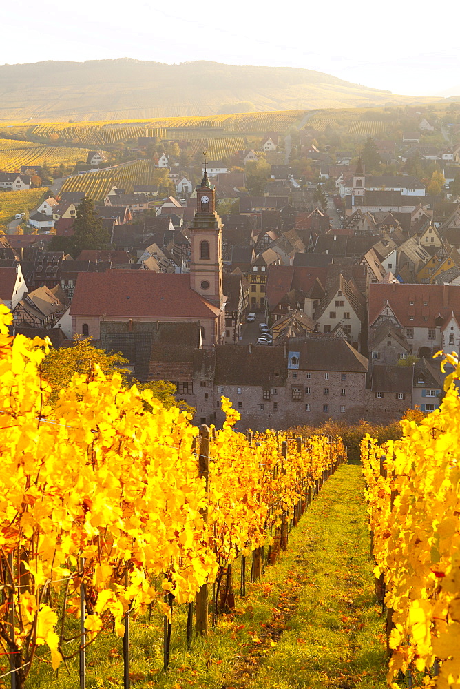 View of Riquewihr and vineyards in autumn, Riquewihr, Alsace, France, Europe 