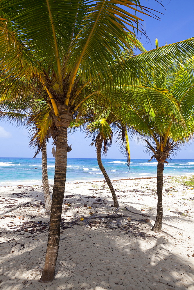 Long Bay, East Coast, Portland Parish, Jamaica, West Indies, Caribbean, Central America 