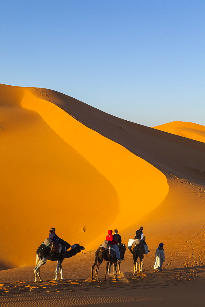 Tourists on camel safari, Sahara Desert, Merzouga, Morocco, North Africa, Africa 