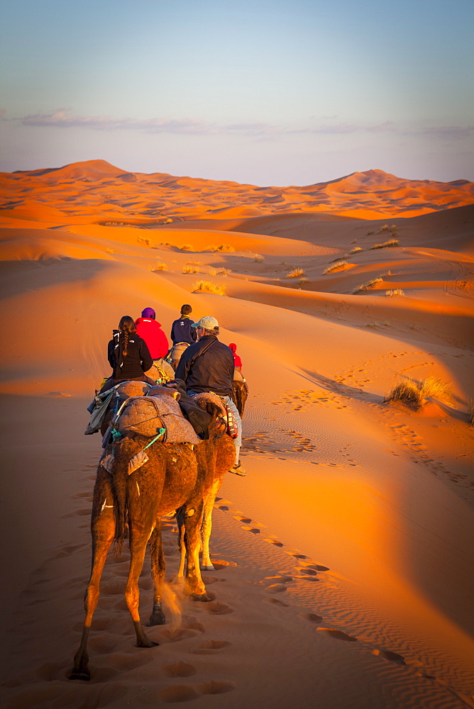 Tourists on camel safari, Sahara Desert, Merzouga, Morocco, North Africa, Africa 