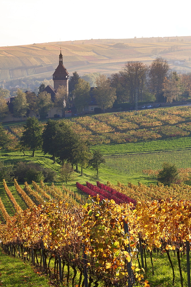 Vineyards in autumn, German Wine Route, Pfalz, Rhineland-Palatinate, Germany, Europe 