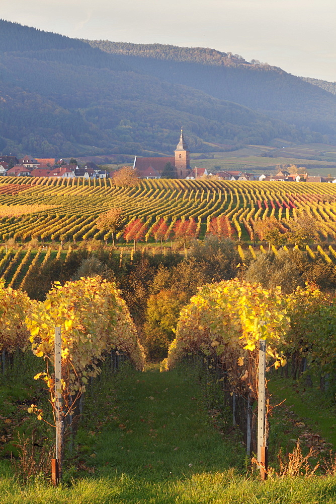 View over vineyards to the wine village of Burrweiler in autumn, German Wine Route, Pfalz, Rhineland-Palatinate, Germany, Europe 