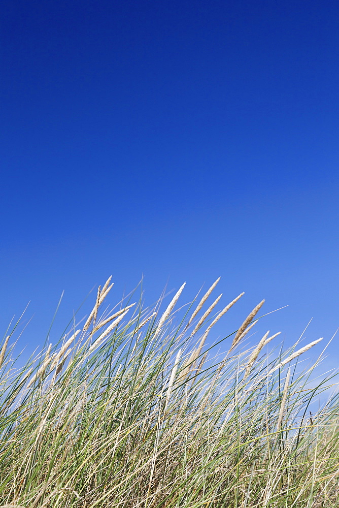 Grass and blue sky, Sylt Island, Schleswig Holstein, Germany, Europe 